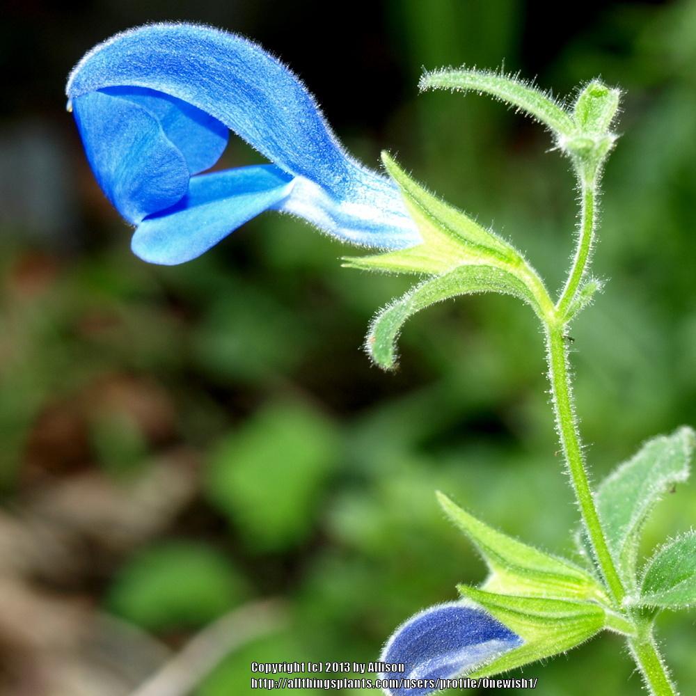 Photo of Gentian Sage (Salvia patens Oceana® Blue) uploaded by Onewish1