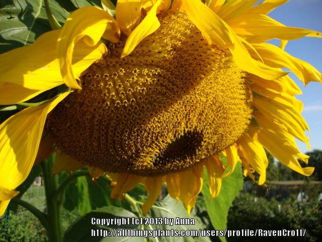 Photo of Sunflower (Helianthus annuus 'Mammoth') uploaded by RavenCroft