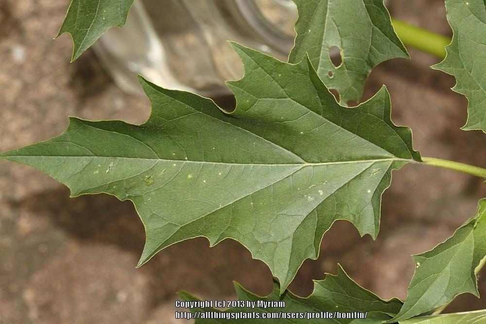 Photo of Jimson Weed (Datura stramonium) uploaded by bonitin