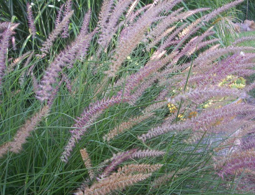 Photo of Oriental Fountain Grass (Cenchrus orientalis 'Karley Rose') uploaded by cats1