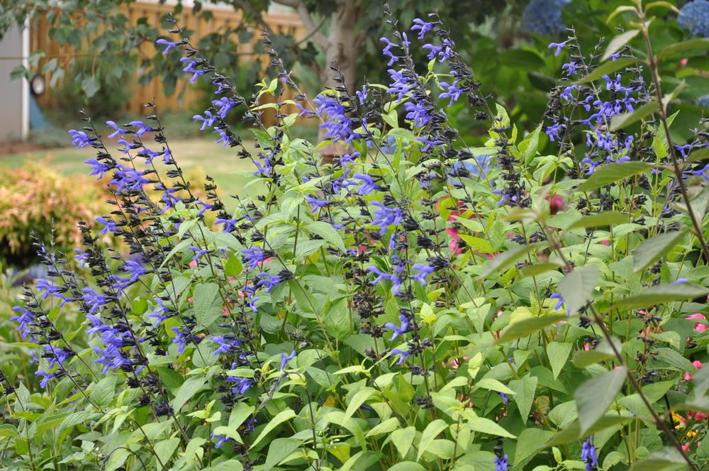 Photo of Anise-Scented Sage (Salvia coerulea 'Black and Blue') uploaded by kosk0025