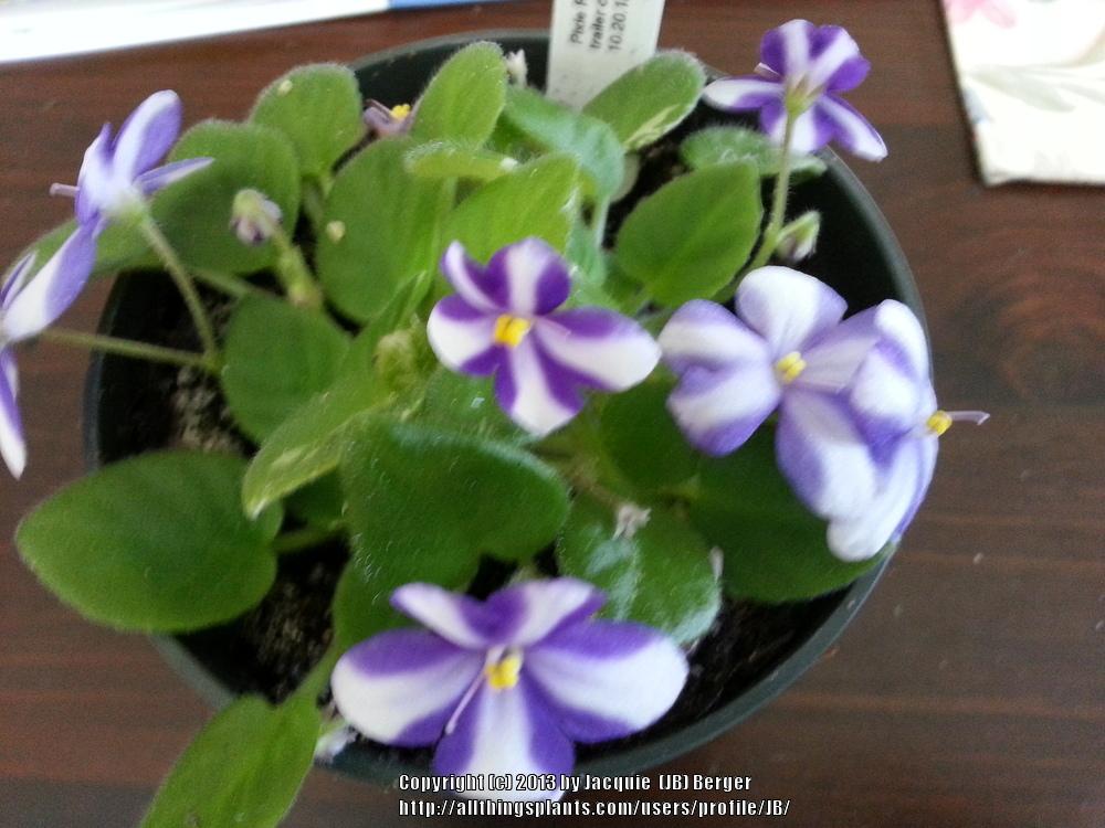 Photo of African Violet (Streptocarpus 'Pixie Runaround Sport') uploaded by JB