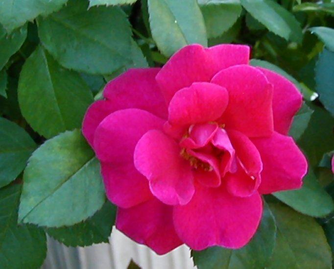 Photo of Rose (Rosa 'Lynnie') uploaded by RoseBlush1