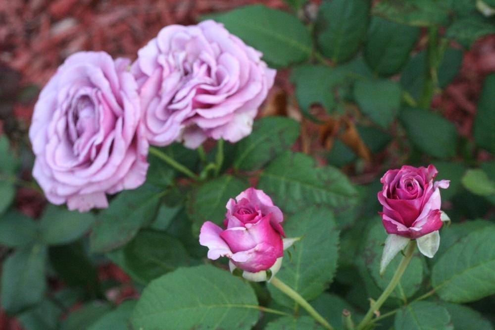 Photo of Rose (Rosa 'Neptune') uploaded by Skiekitty