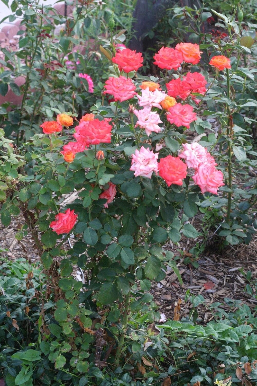 Photo of Rose (Rosa 'Tequila Sunrise') uploaded by Skiekitty
