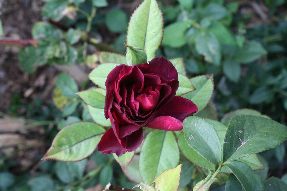 Photo of Rose (Rosa 'Intrigue') uploaded by Skiekitty