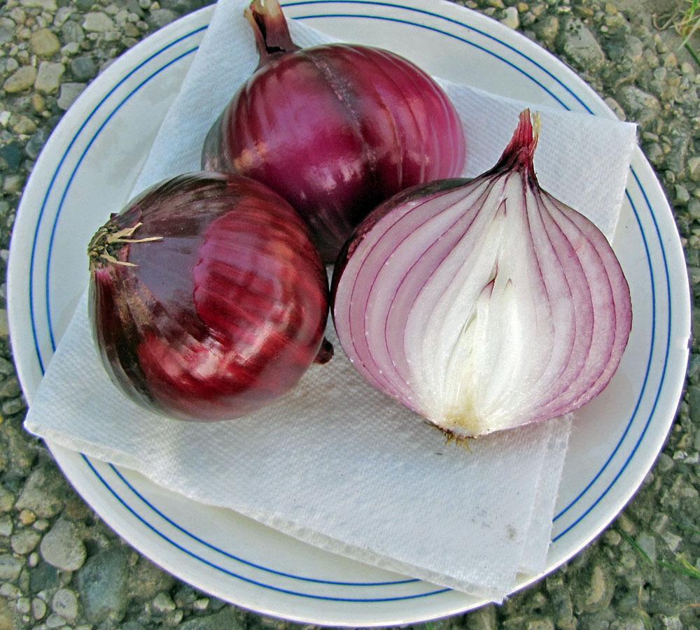 Photo of Red Candy Onion (Allium cepa 'Red Candy Apple') uploaded by TBGDN