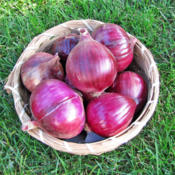 Red Candy Apple Onions 