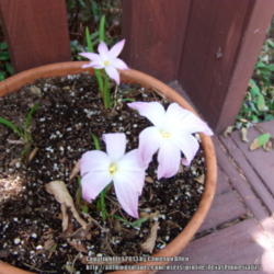 Location: Plano, TX
Date: 2013-08-16
Shallow container of rain lilies