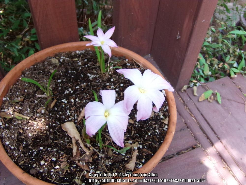 Photo of Rain Lily (Zephyranthes 'Labuffarosea') uploaded by TexasPlumeria87