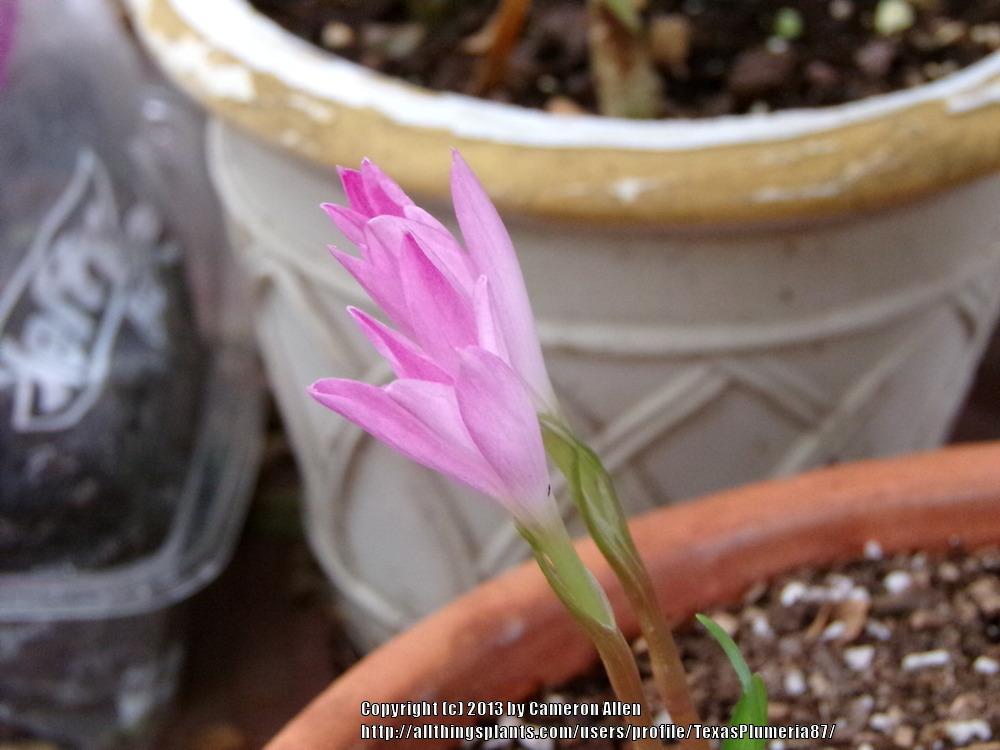 Photo of Rain Lily (Zephyranthes 'Labuffarosea') uploaded by TexasPlumeria87