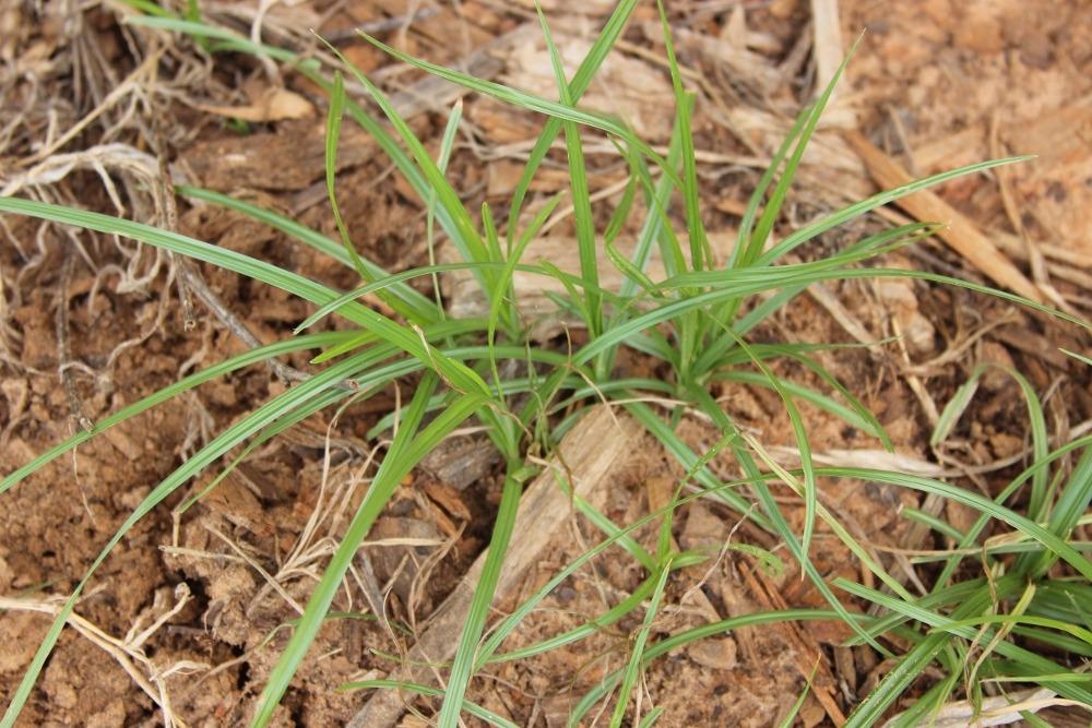 Photo of Yellow Nutsedge (Cyperus esculentus) uploaded by dave