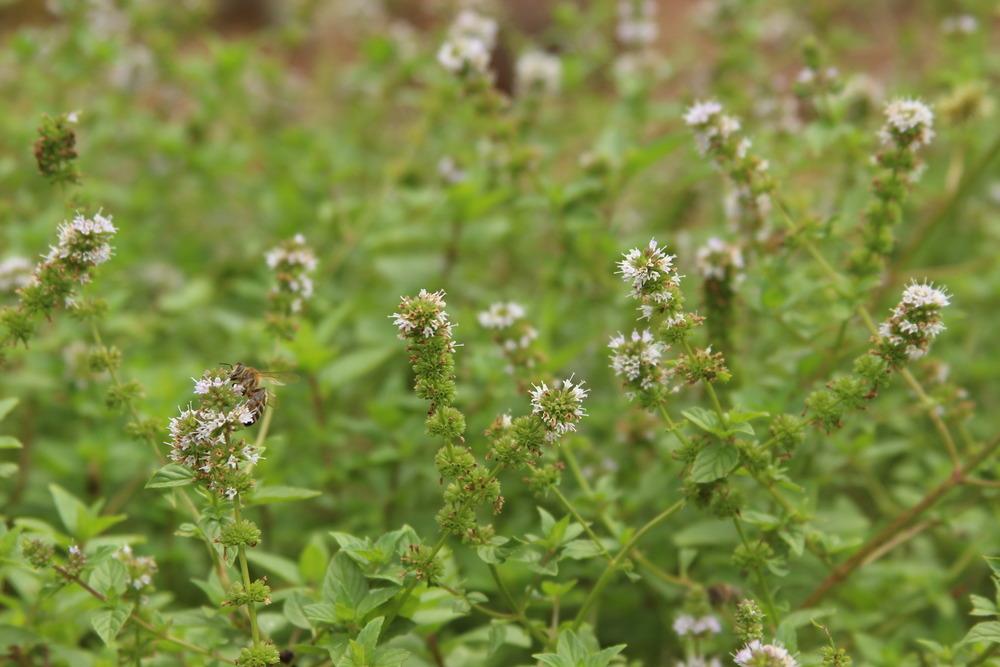 Photo of Mints (Mentha) uploaded by dave