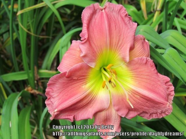 Photo of Daylily (Hemerocallis 'Royal Pink Twist') uploaded by daylilydreams