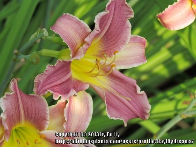 Photo of Daylily (Hemerocallis 'Cindy's Lace') uploaded by daylilydreams