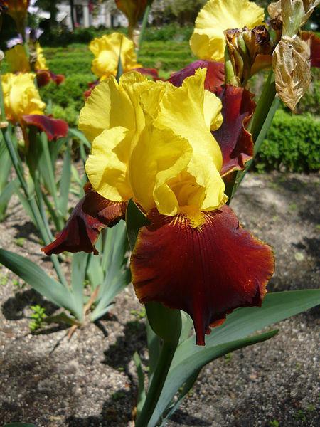 Photo of Tall Bearded Iris (Iris 'Andalou') uploaded by robertduval14