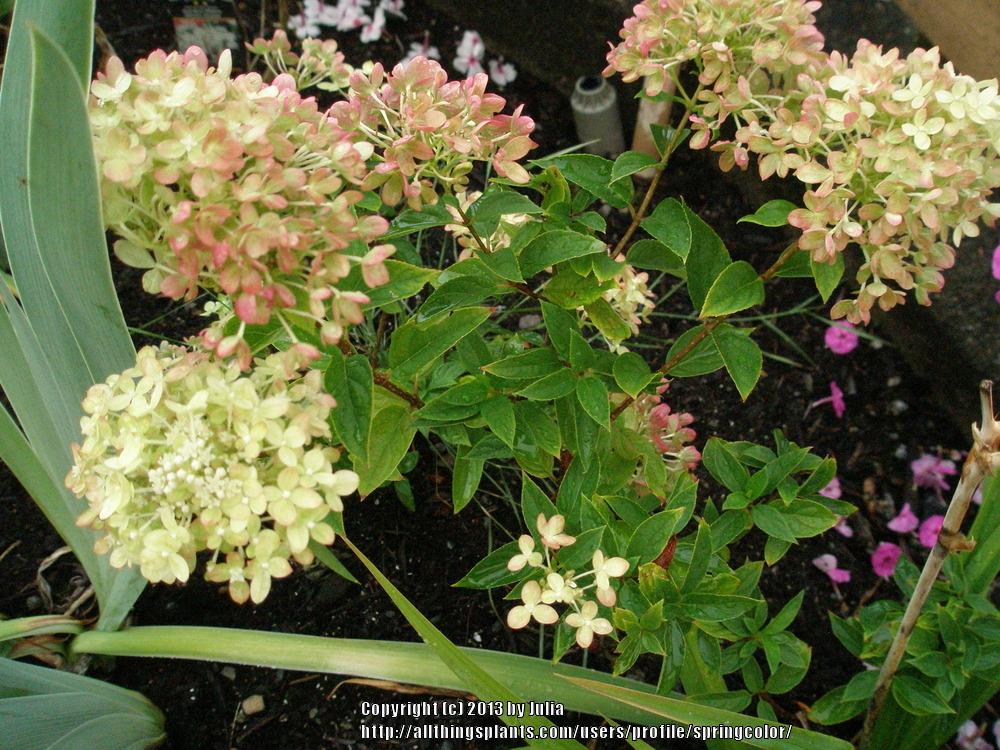 Photo of Panicle Hydrangea (Hydrangea paniculata Little Lime®) uploaded by springcolor