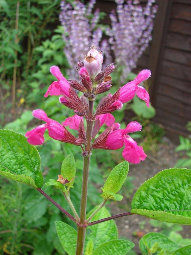 Photo of Rose Leaf Sage (Salvia involucrata 'Joan') uploaded by vic