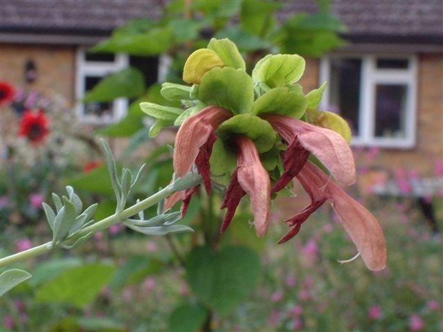 Photo of Salvia (Salvia lanceolata) uploaded by vic