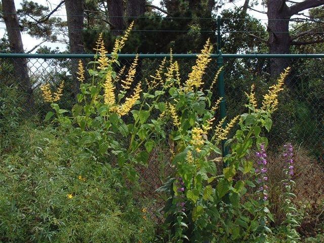 Photo of Forsythia Sage (Salvia madrensis) uploaded by vic
