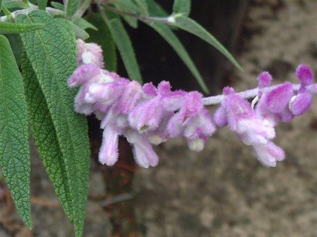 Photo of Mexican Bush Sage (Salvia leucantha) uploaded by vic