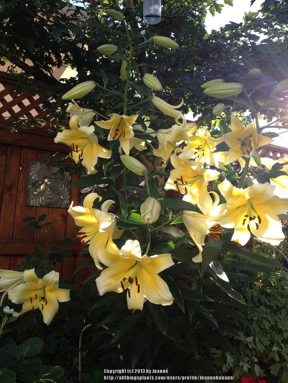 Photo of Lily (Lilium 'Conca d'Or') uploaded by Joannabanana