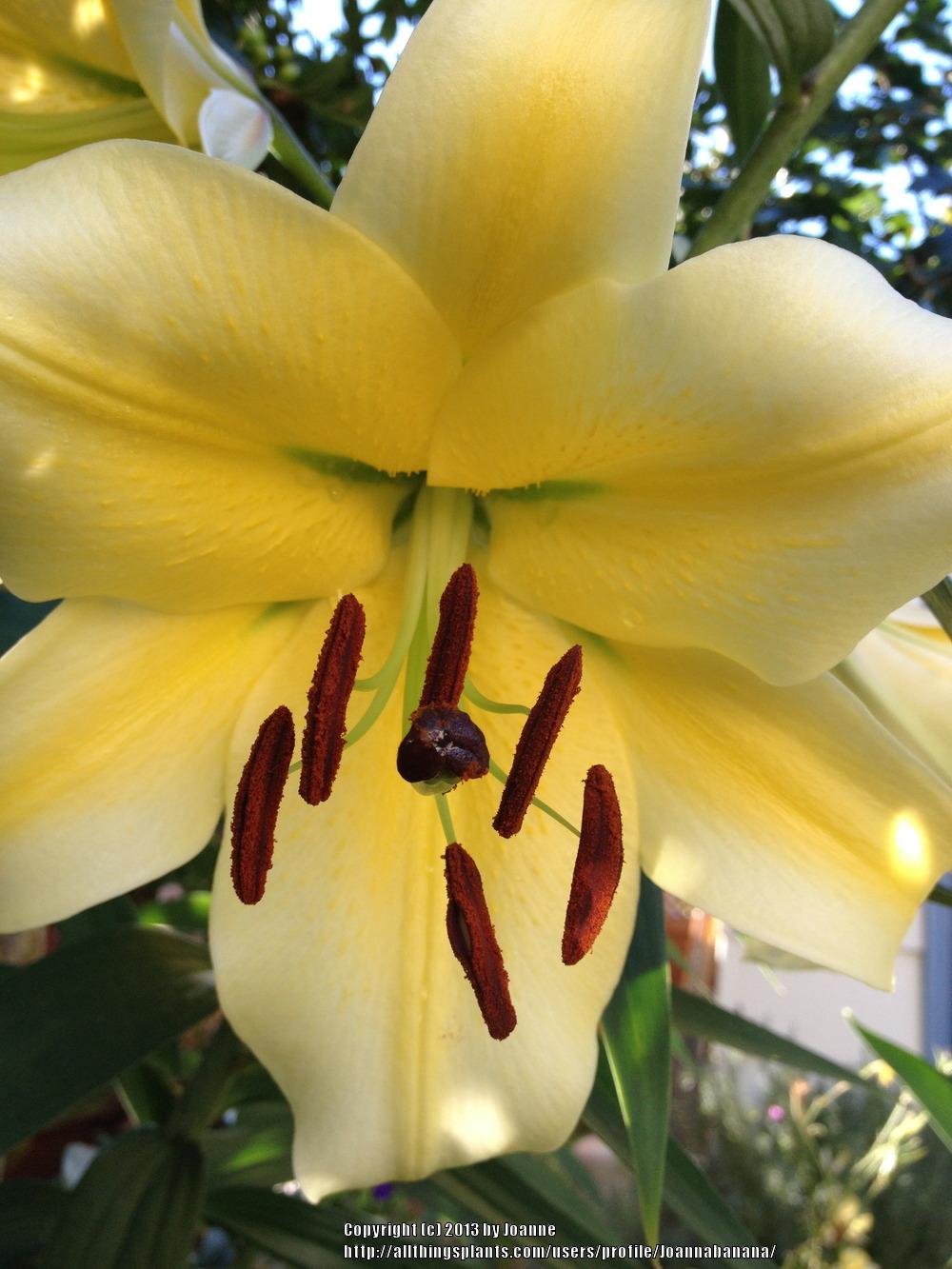 Photo of Lily (Lilium 'Conca d'Or') uploaded by Joannabanana