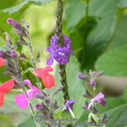 Location: My garden in Kentucky
Date: 2013-08-13
Love the dark purple color!