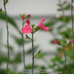 Location: My garden in Kentucky
Date: 2013-08-13
Love this Salvia! Love the color!  The color came out too pink in