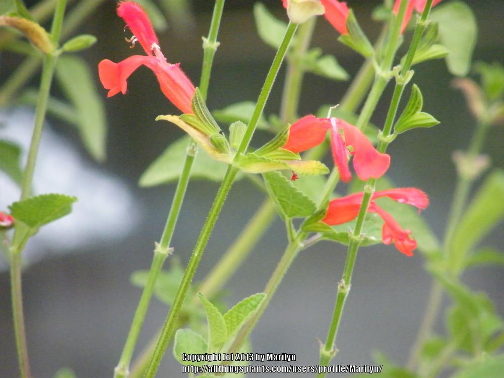 Photo of Scarlet Rooster Sage (Salvia dichlamys) uploaded by Marilyn