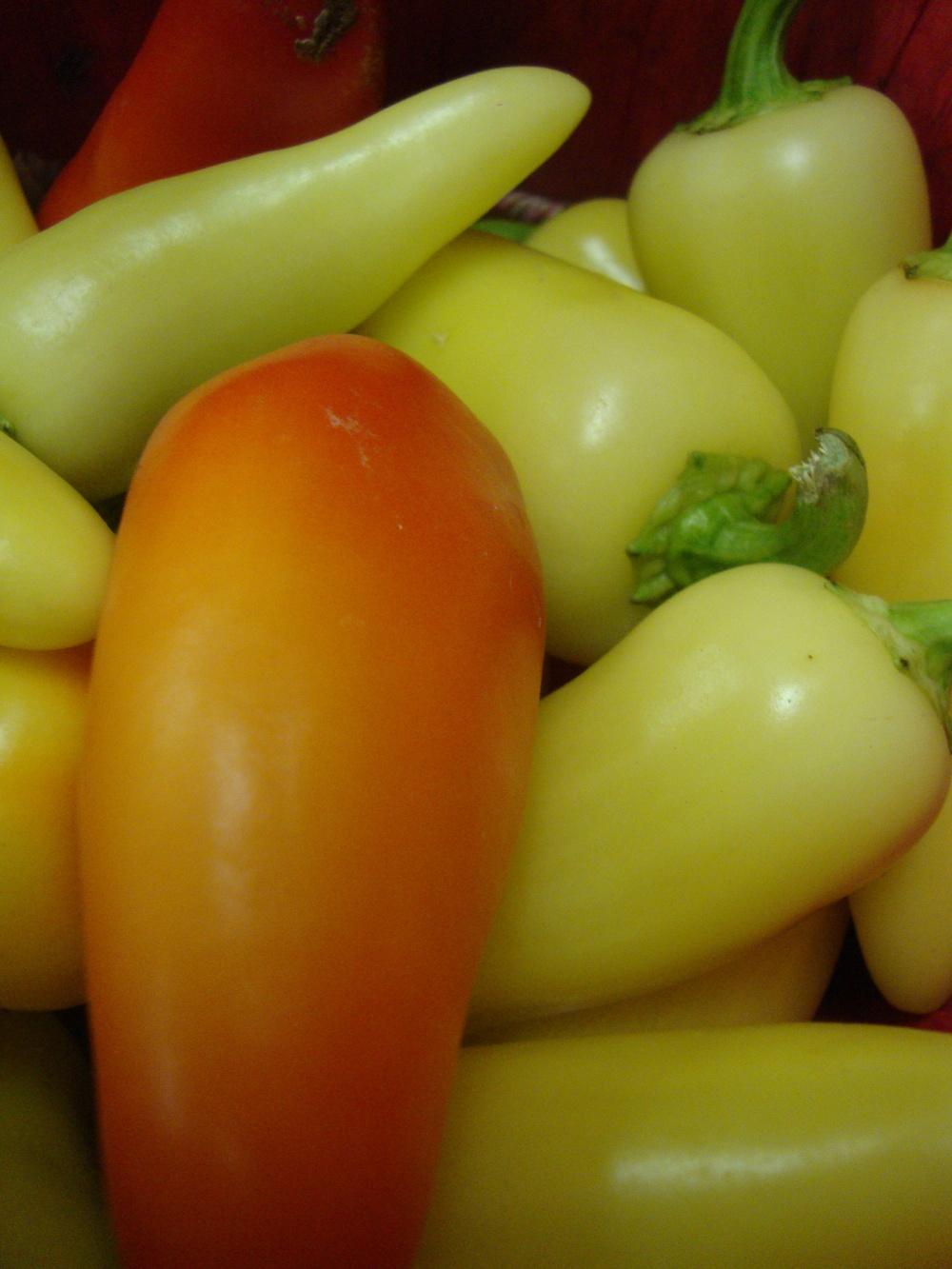 Photo of Hot Pepper (Capsicum annuum 'Mariachi') uploaded by Paul2032
