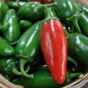 How Hot Is This Jalapeno?