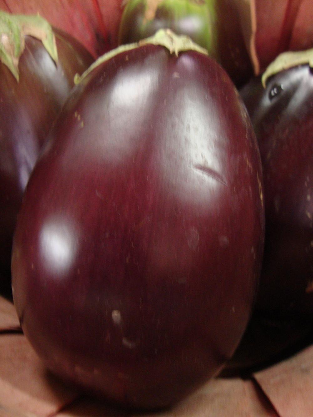 Photo of Eggplant (Solanum melongena 'Black Beauty') uploaded by Paul2032