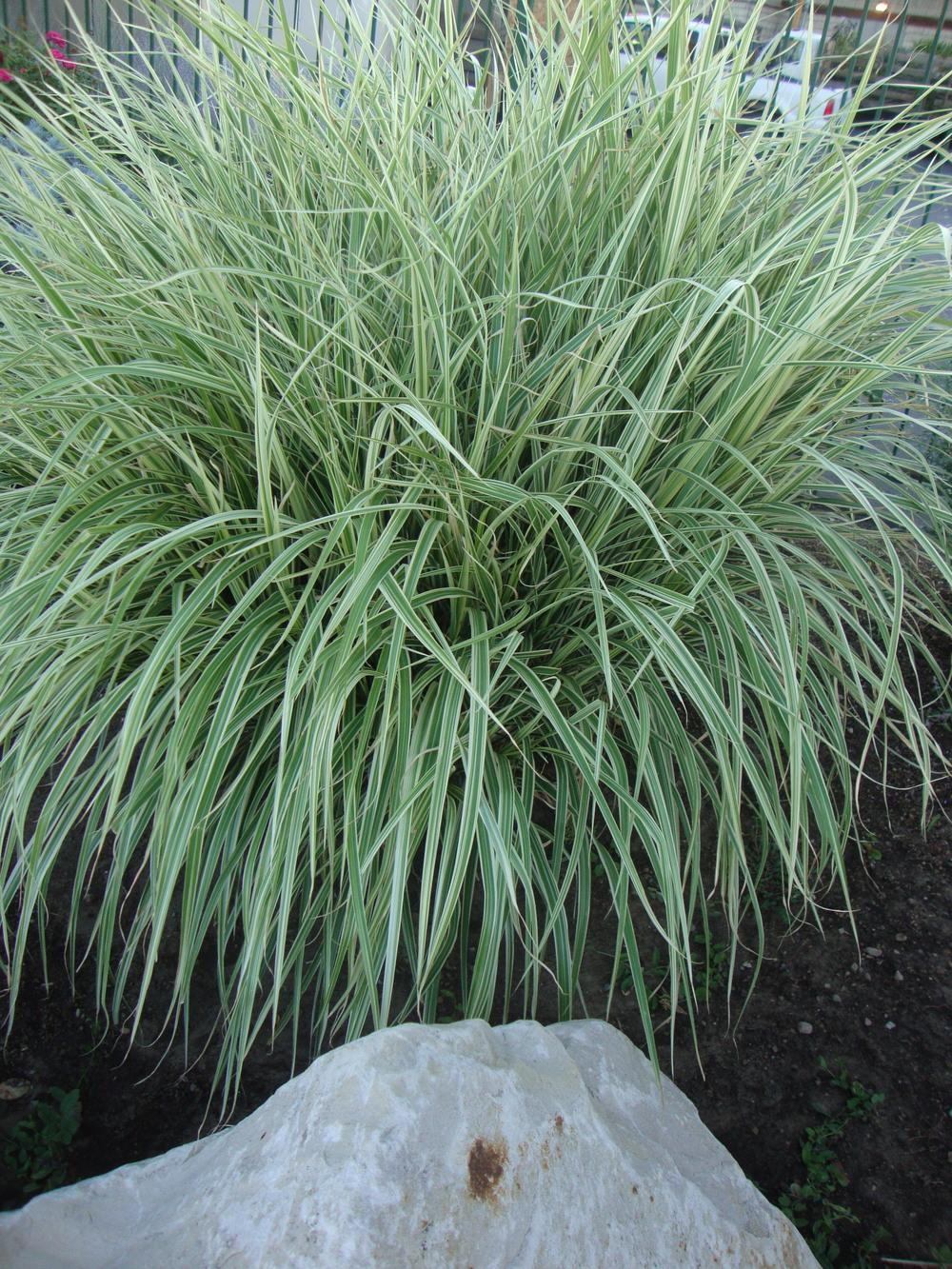 Photo of Maiden Grass (Miscanthus sinensis 'Morning Light') uploaded by Paul2032