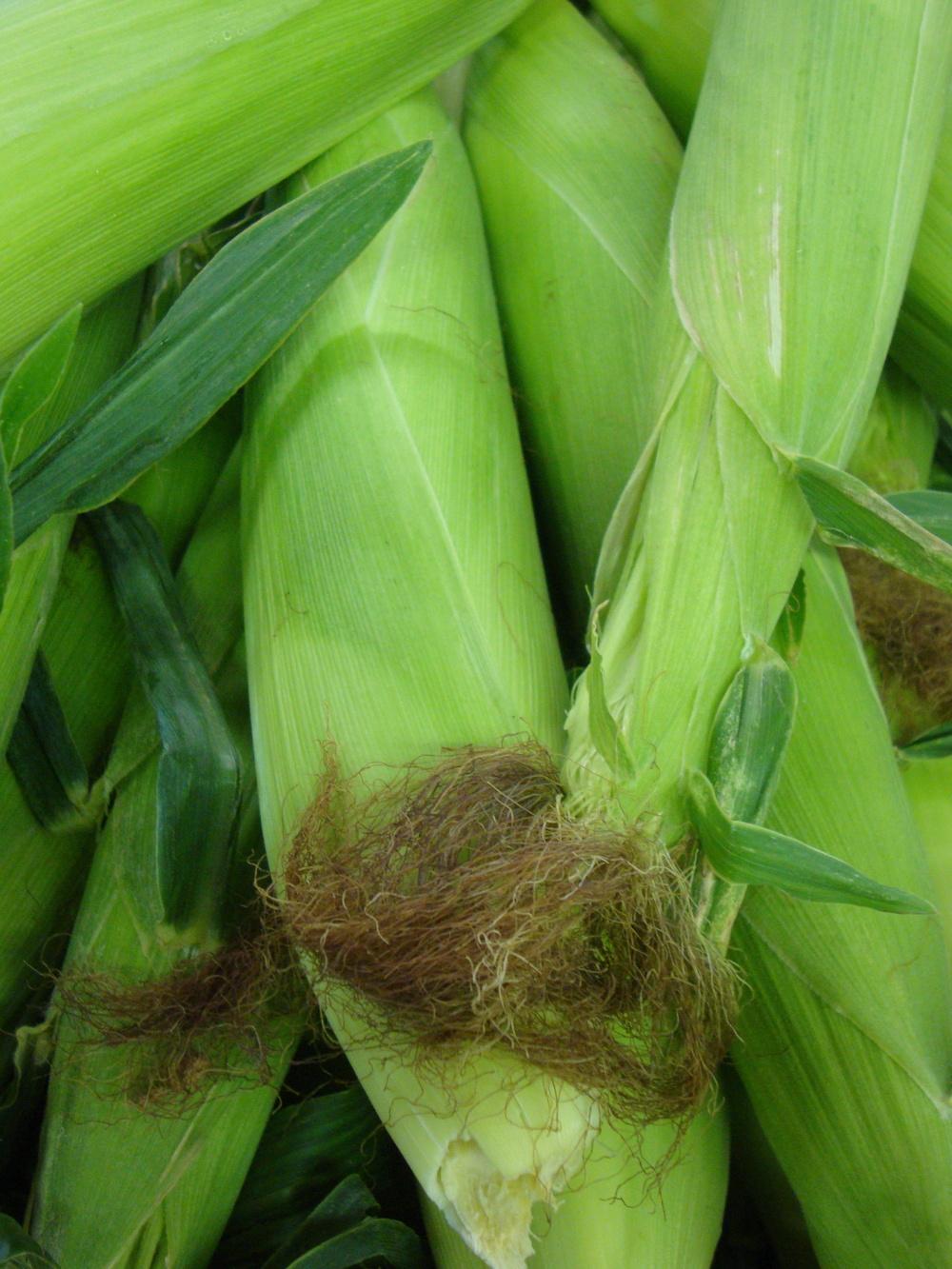 Photo of Corn (Zea mays subsp. mays) uploaded by Paul2032