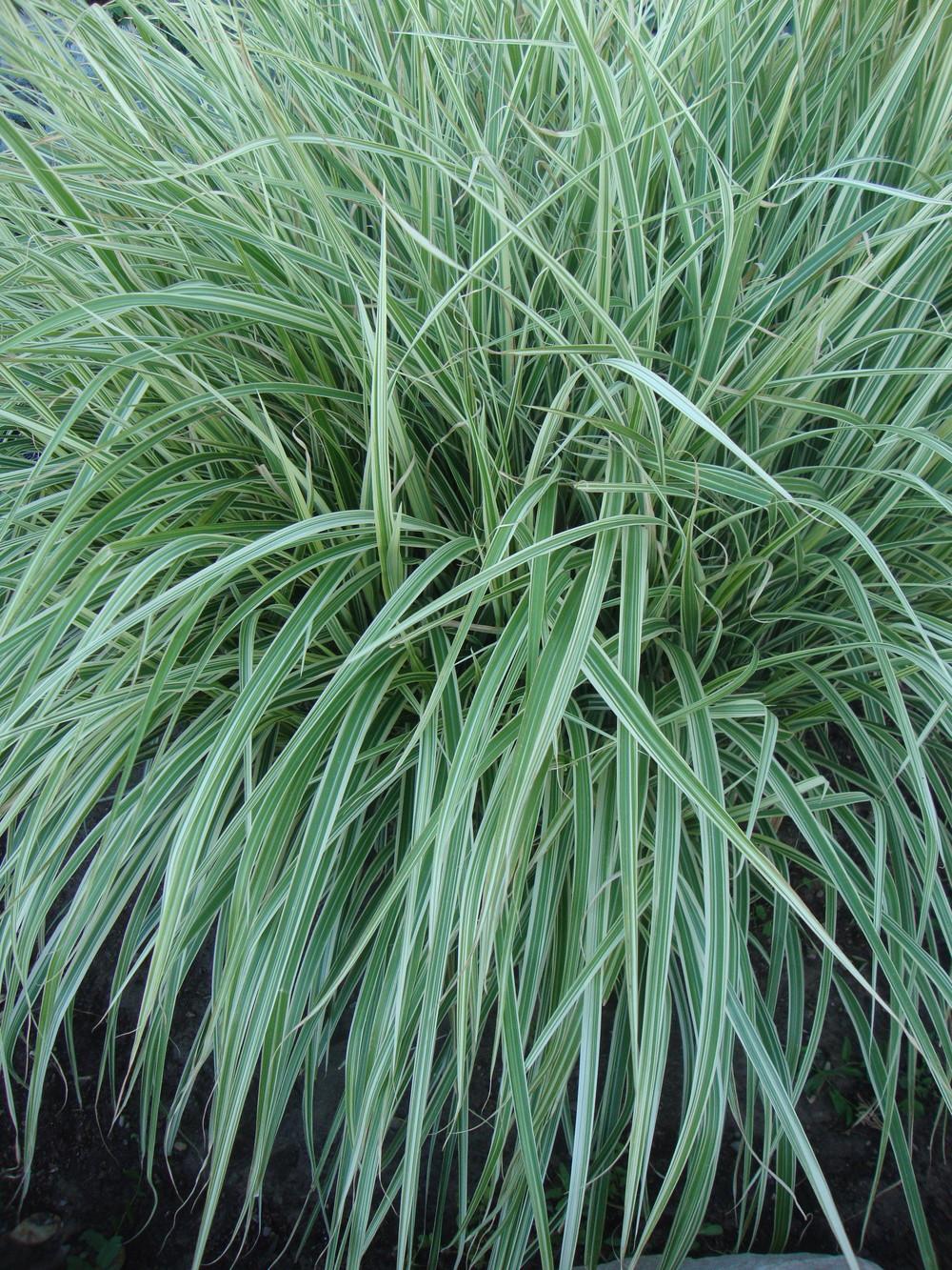 Photo of Maiden Grass (Miscanthus sinensis 'Morning Light') uploaded by Paul2032