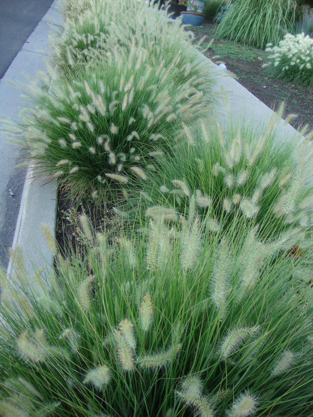 Photo of Fountain Grass (Cenchrus alopecuroides 'Little Bunny') uploaded by Paul2032