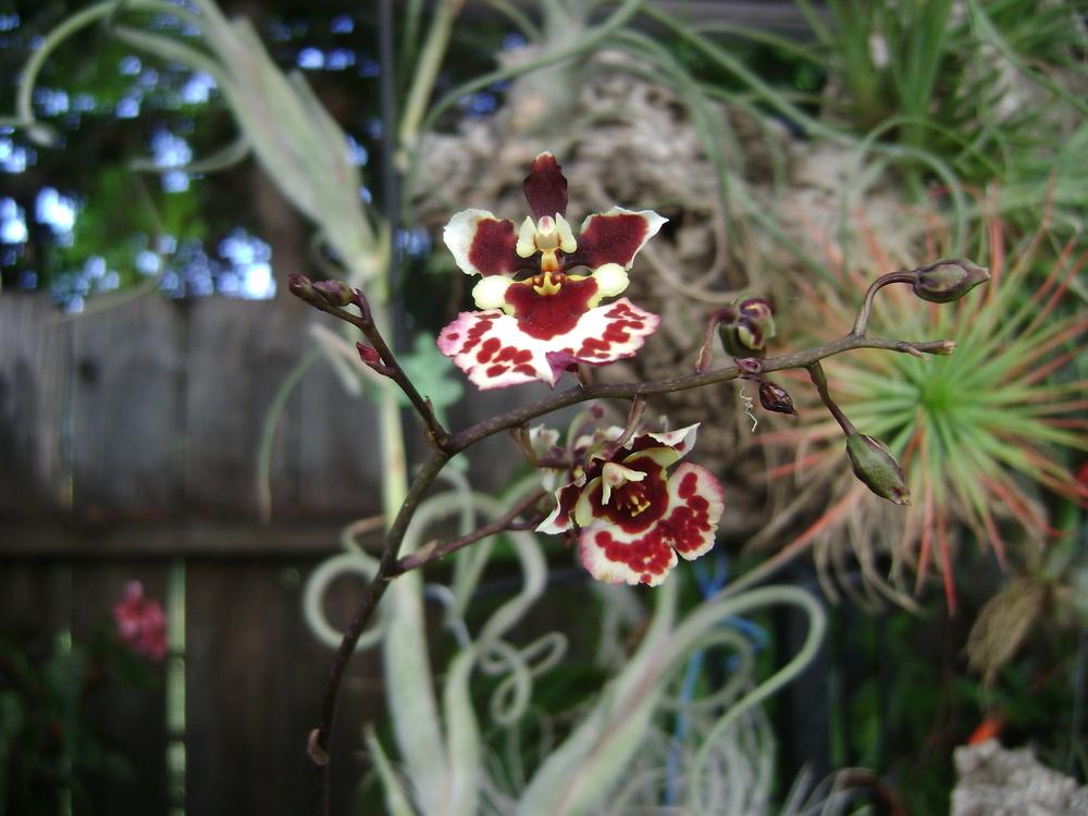 Photo of Orchid (Tolumnia Genting Angel) uploaded by Ted5310
