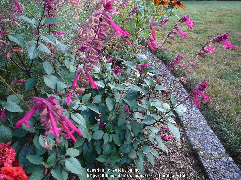 Photo of Salvia 'Wendy's Wish' uploaded by duane456