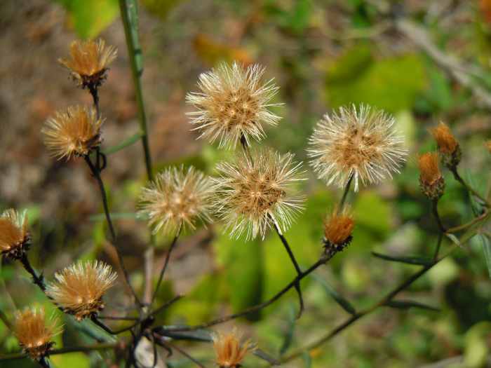 Photo of Narrow Leaf Ironweed (Vernonia angustifolia) uploaded by stone