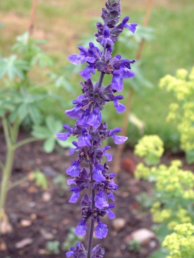 Photo of Sage (Salvia Mystic Spires Blue) uploaded by vic