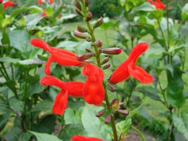 Photo of Belize Sage (Salvia pansamalensis) uploaded by vic
