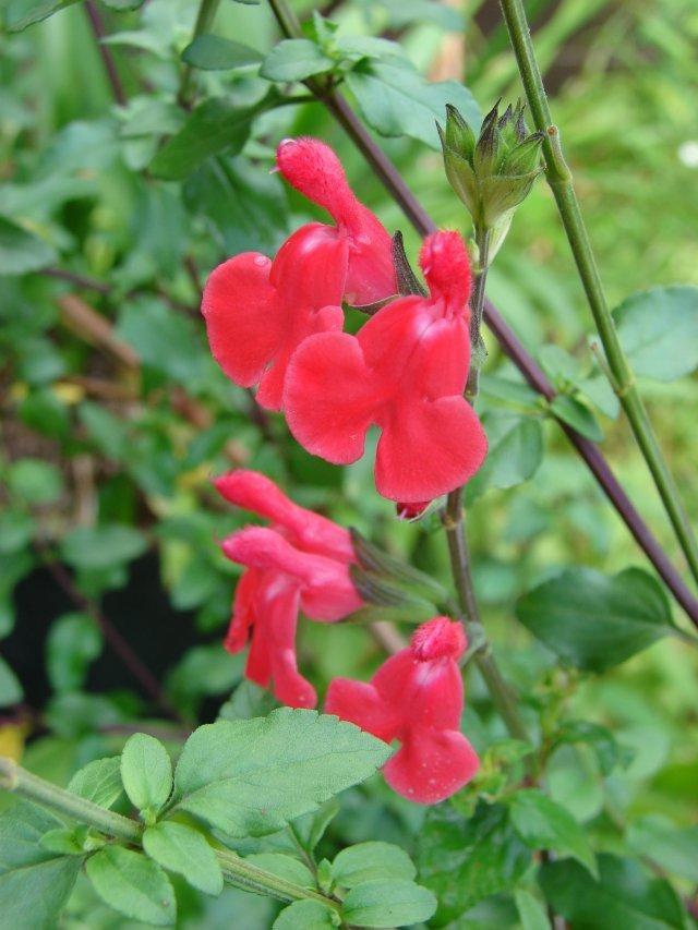 Photo of Sage (Salvia microphylla 'Robin's Pride') uploaded by vic
