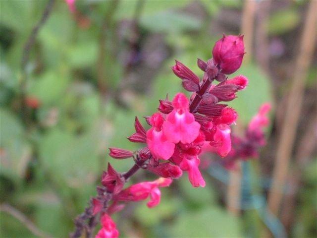 Photo of Hybrid Rose Leaf Sage (Salvia 'Mulberry Jam') uploaded by vic