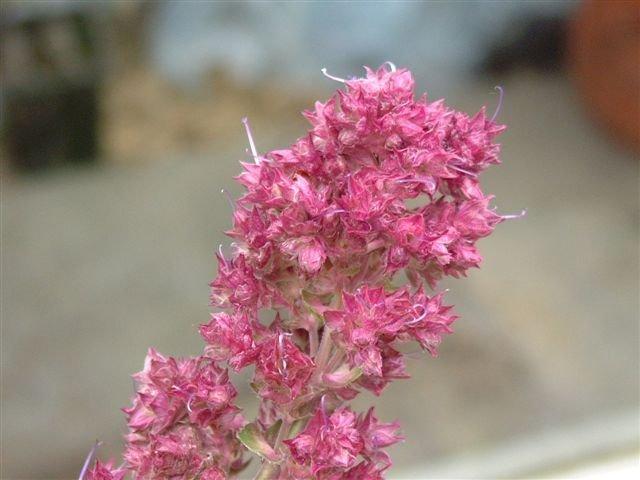 Photo of Sage (Salvia nemorosa 'Pusztaflamme') uploaded by vic
