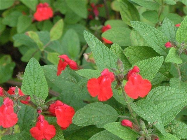 Photo of Baby Sage (Salvia microphylla 'Kew Red') uploaded by vic