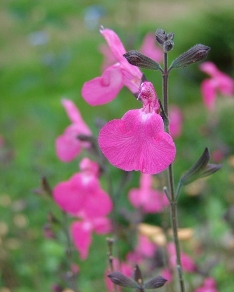 Photo of Baby Sage (Salvia microphylla 'Wild Watermelon') uploaded by vic
