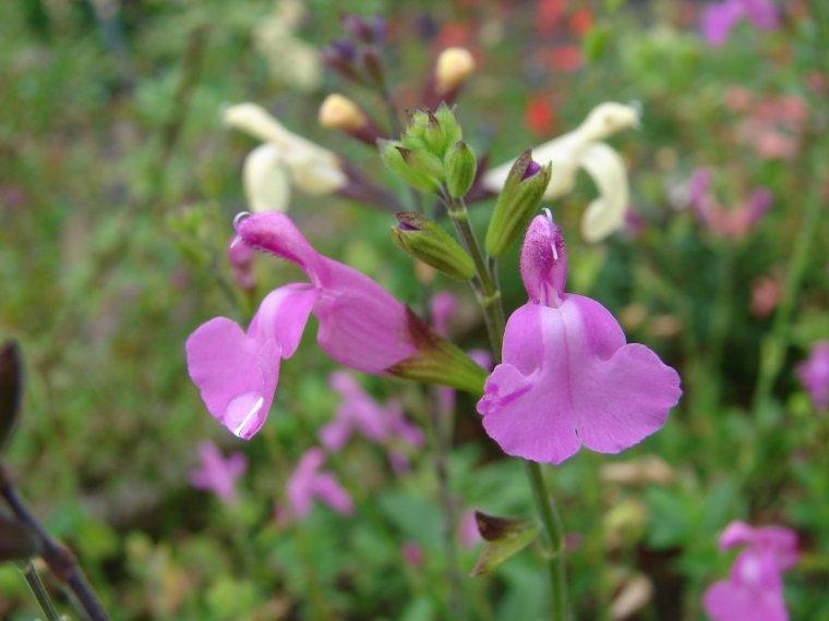Photo of Salvia (Salvia x jamensis 'Trenance') uploaded by vic