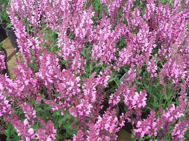 Photo of Salvia 'Pink Friesland' uploaded by vic
