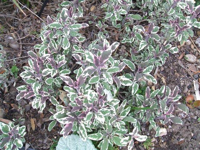 Photo of Common Sage (Salvia officinalis 'Tricolor') uploaded by vic